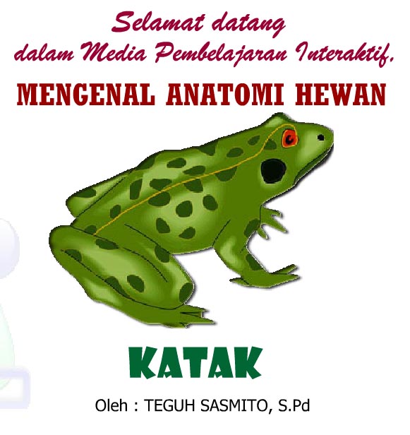 Mengenal Anatomi Hewan  Katak Ilmu Pengetahuan Alam 