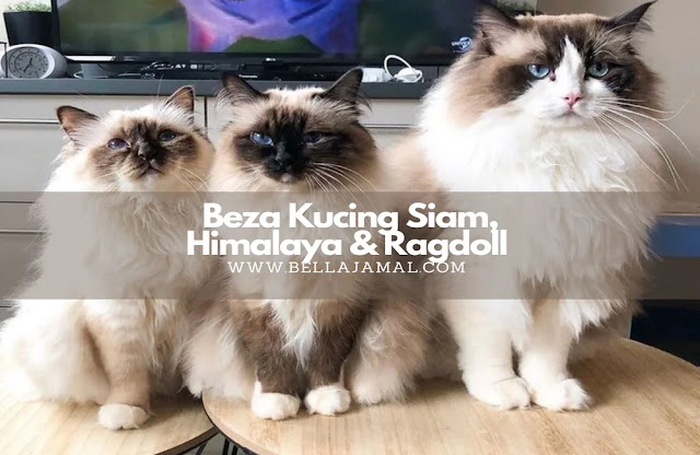 Beza Kucing Siam, Ragdoll dan Kucing Himalaya