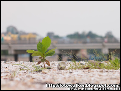 坪洲 (Peng Chau)