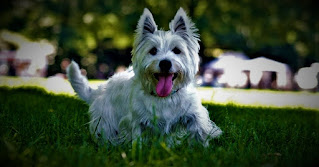 West Highland White Terrier history The West Highland White Terrier was born in Scotland - the inhabitants of this beautiful mountain country valued these small dogs first, for their ability to catch rats, badgers, foxes, and otters, and secondly - for their cheerful, cheerful temper. Catching rodents in barns and pantries was a very important business, as the quality and quantity of food, depended on the life of the family in winter. The West Highland White Terrier has the same roots as the dandy dinmont terrier, Sky Terrier, Scotch Terrier, and Cairn Terriers - all of them are considered different branches of the same breed.  The earliest evidence of the appearance of the West Highland White Terrier dates back to the 16th century when James I of the Scrimjour clan gave one such dog to the King of France. Moreover, in those distant times, the breed did not have a pure white color of wool, and dogs could be of different shades. However, there is a legend that tells why all colors remained only white.  One day, Colonel Malcolm from the town of Poltalloch hunted and saw a fox hiding behind a pyramid of stones. He shot and killed the animal. However, coming closer the colonel saw that it was not a fox, and his dog - since then, the West Highland Terrier also acquired the word white (white) in the name of the breed.  Colonel Malcolm, being an enthusiastic breeder and an influential man, set about eradicating other breeds so that such cases could not happen in principle. After all, a snow-white dog can not be confused with a fox or a badger. The West Highland White Terrier was recognized by England Kennel Club under its current name in 1906. He was also formerly known as the Poltalloch Terrier and the Pink Terrier.   Characteristics of the breed popularity                                                           08/10  training                                                                05/10  size                                                                        02/10  mind                                                                     05/10  protection                                                          10/10  Relationships with children                         10/10  Dexterity                                                             06/10     Breed information country  Scotland  lifetime  12-16 years old  height  Males: 34-41 cm Bitches: 34-41 cm  weight  Males: 7-10 kg Suki: 7-10 kg  Longwool  Short  Color  White  price  600 - 2000 $  description West Highland White Terrier - these are small dogs, with a strong physique, and sometimes can be prone to excess weight. The head is round, the muzzle is short, with a lush mustache, and the ears are standing triangular, small. The limbs are medium, and the tail is medium. The wool is wavy and white.     West Highland White Terrier dog history, breed information, description, personality, teaching, common diseases and care.  personality The West Highland White Terrier is a very funny, fun, and cheerful breed. They are also called abbreviated and affectionate - dog "lead." These dogs are always happy to play, they like to fool around and have fun, and they do not need company. The animal may well find occupation on its own, if he will have a toy, a stick, a plastic bottle - in principle, it does not matter what. Even soft toys are quite suitable.  Therefore, it is better to put soft toys in such a place that the dog did not get to them. Better yet, to highlight a few soft toys, and be prepared for the fact that it will tear them apart with a happy look - affects the hunting past. Breed lead loves walks and has a lot of energy, so you need to pay attention to active games.  This little terrier can be very opinionated, despite its modest size being bold and having your own opinion regarding your wishes or commands. His playful temper can sometimes be snooty when it comes to other dogs on the walk or people he for some reason did not like.  In order to make the character more harmonious, it requires proper education and early socialization, as well as most other breeds of dogs. Basically, bullying towards other dogs manifests itself as same-sex aggression, but with strangers' negative attitudes - a rare phenomenon, but possible. If they are friends of the family who came to visit you, most likely the dog will try to make friends with them, will be positive, and will try to play.  The breed of West Highland White Terrier is good for children, in large part because it sees them as like-minded in terms of games. These dogs are always happy to play and generally have fun and will go with you to the end of the world, curiously learning all around. They are delighted with the adventures, new places, people, walking in the park, or going to visit. Members of their family are affectionate, but sometimes their self-confidence can be a problem. For example, when a dog at all costs wants to sleep with you in the same bed, and can not even imagine that you - against.     West Highland White Terrier dog history, breed information, description, personality, teaching, common diseases and care.  teaching Training can be difficult because of the assertive, self-confident nature of the dog. Especially causes them stubbornness and desire to fight abuse, injustice, and boring, monotonous, long occupations, when the owner himself does not show flexibility and does not know how to find an approach to the animal.  That is, you have to be a consistent and assertive owner who knows what he wants and knows how to achieve his, but at the same time maintain adequacy, not be nervous, and have patience. In addition, you can not do without a sense of humor with this breed. They need to train basic teams, focus on cancellation commands, and constantly monitor behavior to form the right character and thereby rid themselves of a lot of unnecessary problems.  As we have said above, first of all, you will need to fight with self-confidence and sometimes even too brazen character. Classes do not need to do too long, alternate them with game tasks in which you can weave commands.     care The West Highland White Terrier is a breed of dog with wavy hair that will require you to comb 3 times a week. And maybe haircuts. These animals need not only be calculated but also combed, disassembling the tangled areas with your fingers. Bathing a dog is required at least once a week, but it is better more often, as most likely it will have close contact with you and your children, and perhaps even sleep in the same bed. The claws are trimmed 3 times a month, the eyes are cleaned daily, and the ears - 3 times a week.     Common diseases Breed lead has health problems, although, do not think that buying a dog, all these sores will fall like snow on your head - not at all. But some of them, indeed, can manifest themselves:  craniomandibular osteopathy; Legg-Calve-Perthes disease (Legg Calve Of Perth); cataract; pulmonary fibrosis: This disease is also known as "lung disease to lead." This disease leads to scarring on the supporting tissue in the air sacs and connective tissue of the lungs. Further, the lungs lose elasticity, which prevents the normal flow of oxygen into the blood. Symptoms: may include loss of stamina, rapid breathing, crackling in the lungs, dry cough, shortness of breath, and shortness of breath. They manifest differently in different dogs, and many individuals do not show the disease for many years. Pulmonary fibrosis can lead to heart failure and other diseases. Prevention: there is no cure today, and the prognosis is always negative, so prevention is crucial. Preventing any respiratory infections, limiting exercise, and maintaining a healthy weight (or weight loss for overweight dogs) are key. The disease is sometimes treated, by keeping cool in the house and using bronchial extenders. Treatment is more successful if the disease is diagnosed at an early stage before the scars get out of control; knee dislocation - also known as compressed knee joints; hip dysplasia - this breed is not very common.