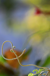 Vine Bokeh