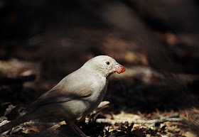 Bird, Big Bend National Park