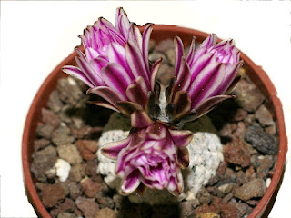 Turbinicarpus valdezianus - Pelecyphora valdeziana