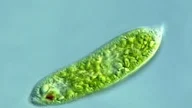 Taksonomi Protista Sistem International Society of Protistologist