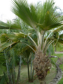 Pritchardia hillebrandii - Palmier de Hillebrand