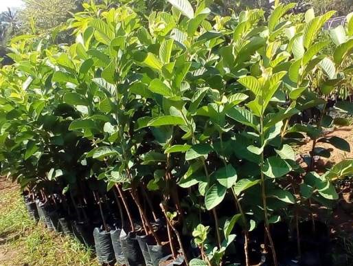 jual bibit jambu sangat direkomendasikan Pontianak