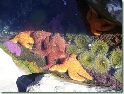 Starfish&Anenomes