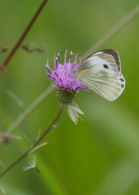 Indian cabbage white (Pieris canidia)