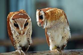 Tingkat Kesulitan Memelihara Burung Hantu (Owl) 