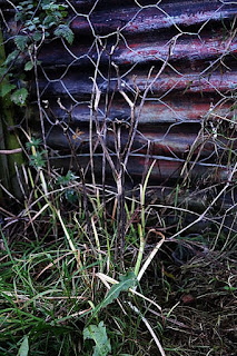 Dried daylily flower stalks