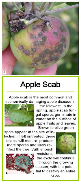 Apple Scab