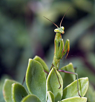 Ninfa verde di Mantis religiosa. Foto di Andrea Mangoni.