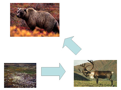 rainforest food chain diagram. tropical rainforest food web