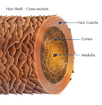 Kuvahaun tulos haulle hiuksen rakenne