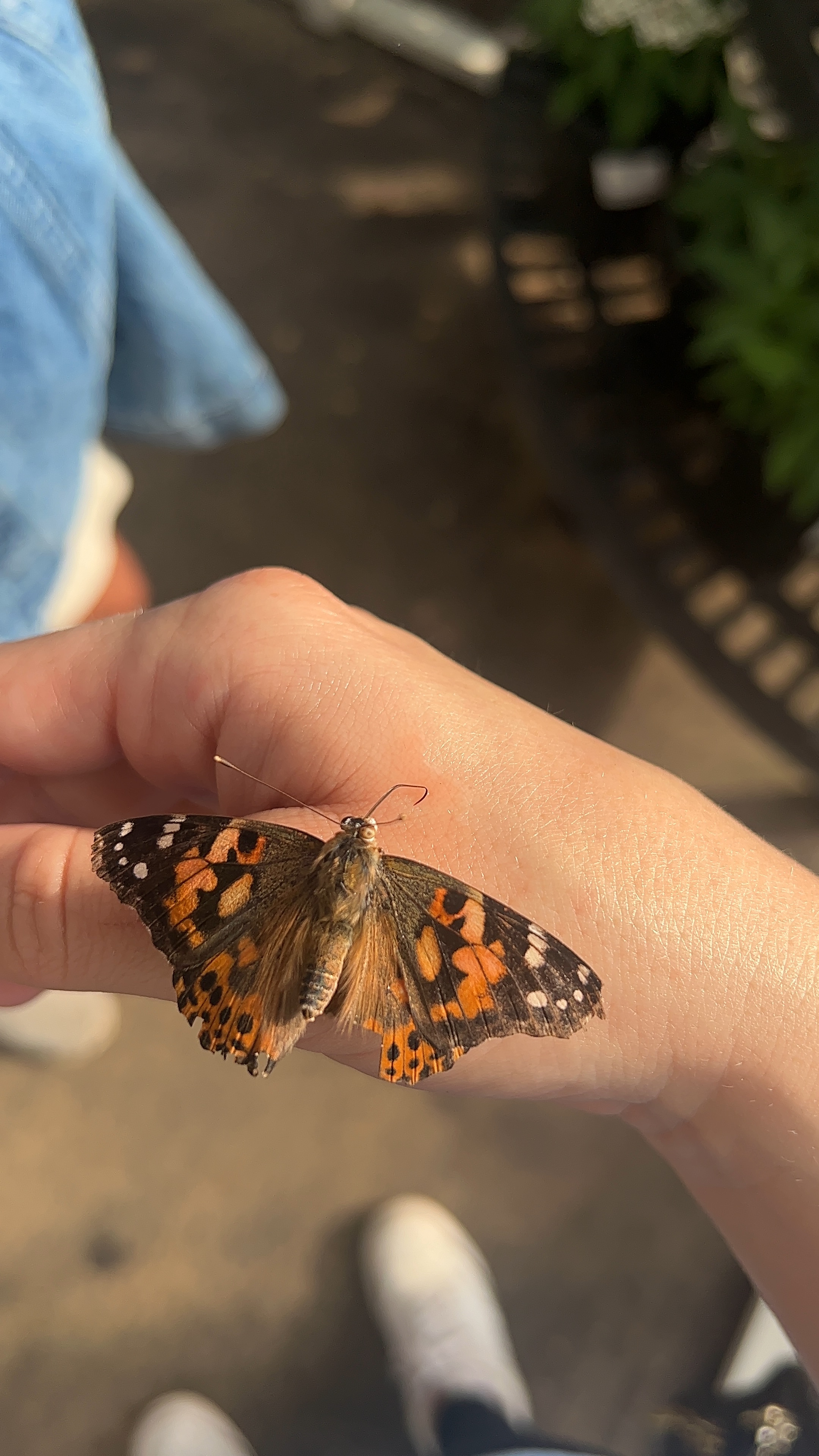 Butterfly Encounter at Lukas Nursery
