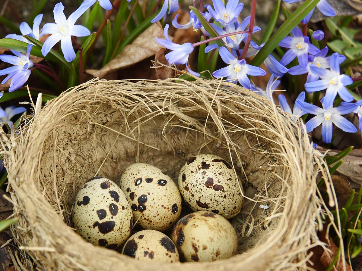 Fantasy Spring Easter nest with eggs flowers
