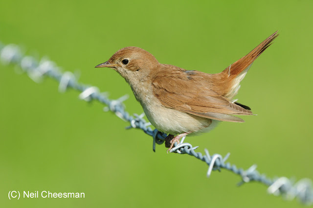 Nightingale at Adder Alley Pulborough Brooks