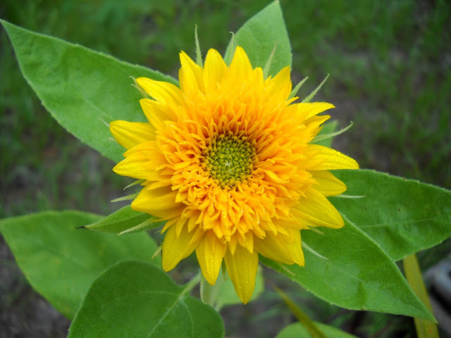 teddy bear sunflower blooming