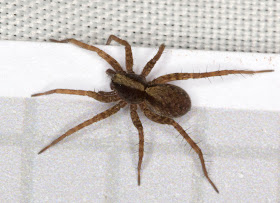 Unidentified wolf spider, male, in the moth trap in Hayes, 31 October 2011.