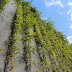 Vine trees, a practical solution for beautiful homes all year round