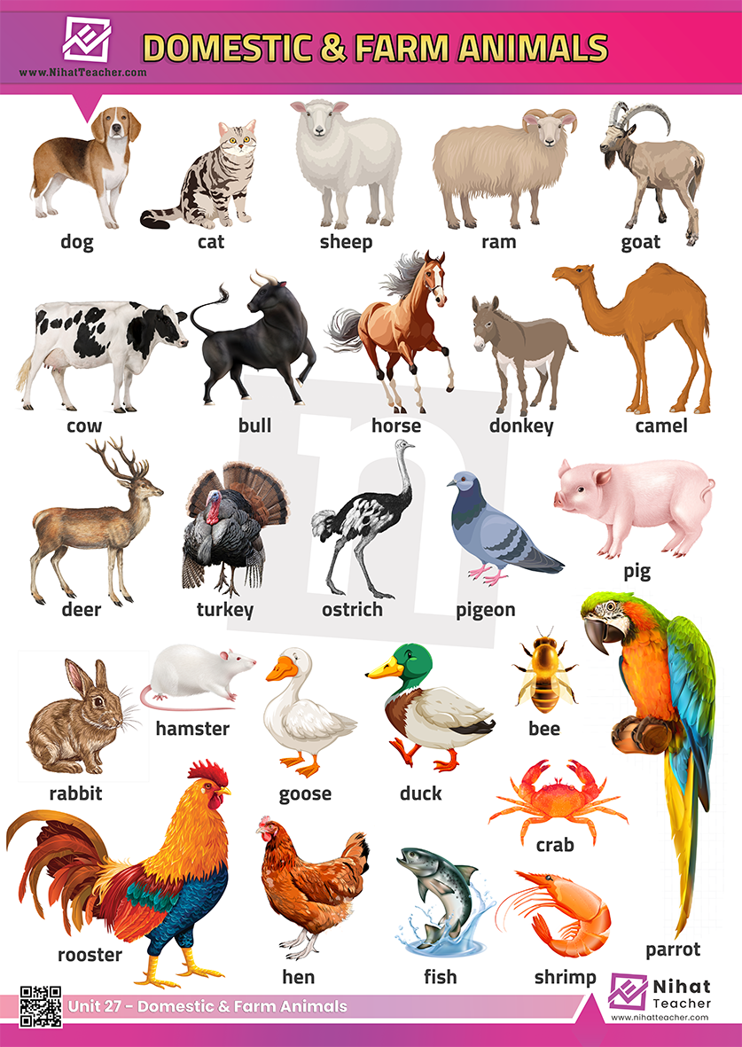 A poster about domestic and farm animals in English.  A downloadable, print-friendly, PDF picture dictionary about domestic and farm animals in English.  Exercises about domestic and farm animals in English.  Is snake a pet?  Which animals are pets?  Fun, Print-friendly PDF picture dictionary about domestic and farm animals in English.
