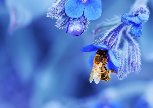 BELLEZAS DE ABEJAS EN IMAGENES - BEAUTY OF BEES IN IMAGES.