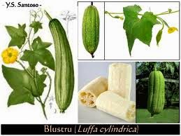 http://hidupsehat19.blogspot.com/2015/01/tanaman-herbal-untuk-pengobatan-dan.html