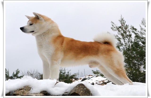 Akita