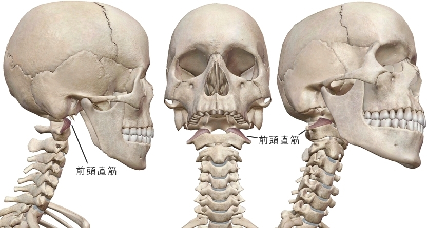身体操作技法指導 安部塾公式ブログ 身体操作指導者 安部吉孝 前頭直筋と後頭下筋群の柔軟性と筋力のバランス不良は 頭痛や認知障害 痛みを引き起こす可能性があります うなずき運動が重要です 身体操作技法指導 安部塾公式ブログ 身体操作指導者 安部吉孝 前頭直筋と後頭下筋群の柔軟性と筋力のバランス不良は 頭痛や認知障害 痛みを引き起こす可能性があります うなずき運動が重要です