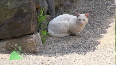 女木島の猫