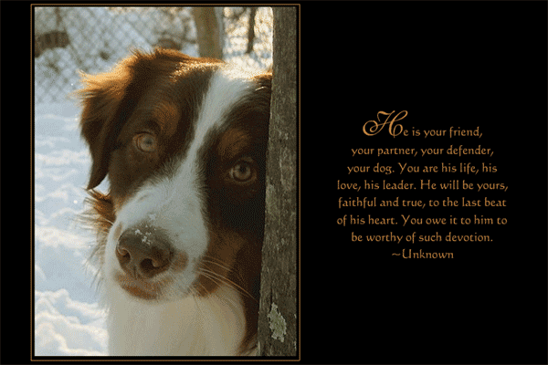 Tracing Echoes: Quotes I Love: Dog Quotes