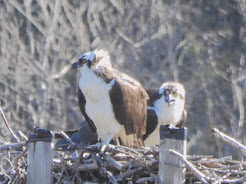 Two Osprey chicks in nest on sunny day.