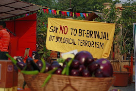 Photo of aubergines in a basket with protest sign behind - no to BT brinjal