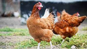 betenak dengan skala kecil ternak ayam petelur