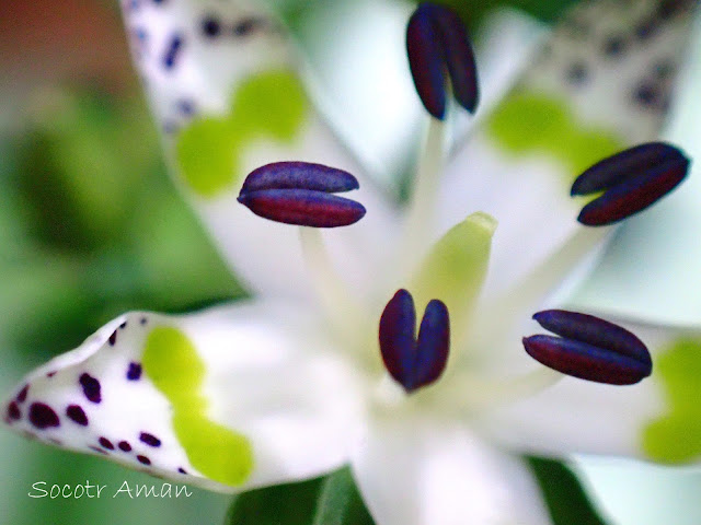 Swertia bimaculata