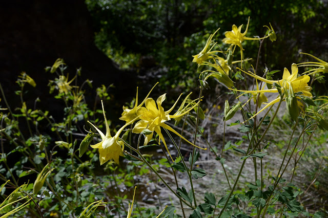 more bright yellow columbine in bright sun