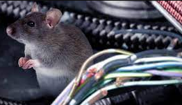 Cara Pengendalian Tikus di Mobil: Solusi Ampuh Mengatasi Masalah Hama