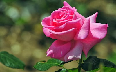 Beautiful Pink Rose Flowers Hd Wallpapers