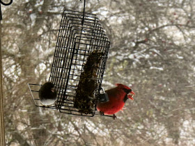 bird feeder