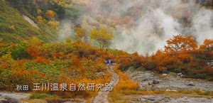 [秋田] 玉川温泉自然研究路の紅葉