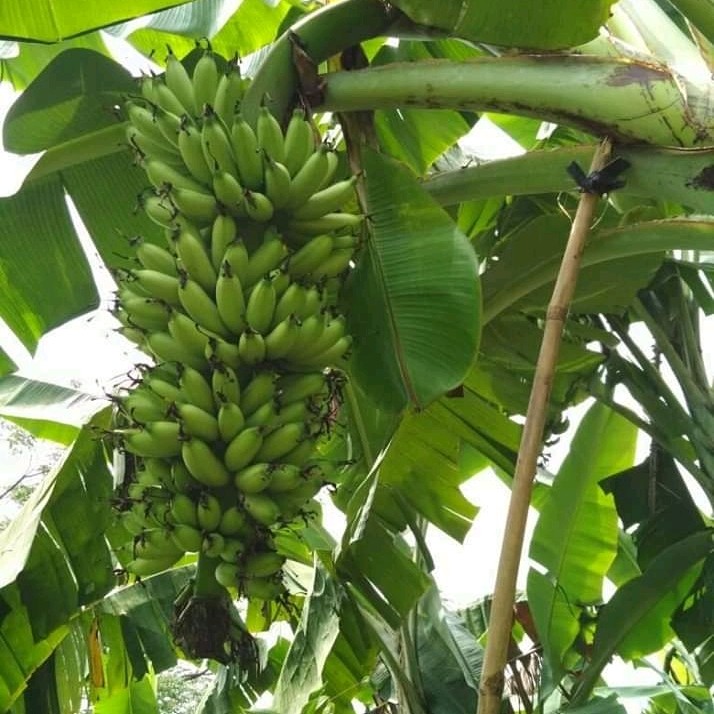 pohon pisang kirana siap cepat berbuah Kalimantan Barat