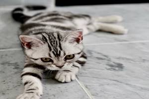 Cara Mengatasi Kucing Tidak Mau Makan Dan Mencret