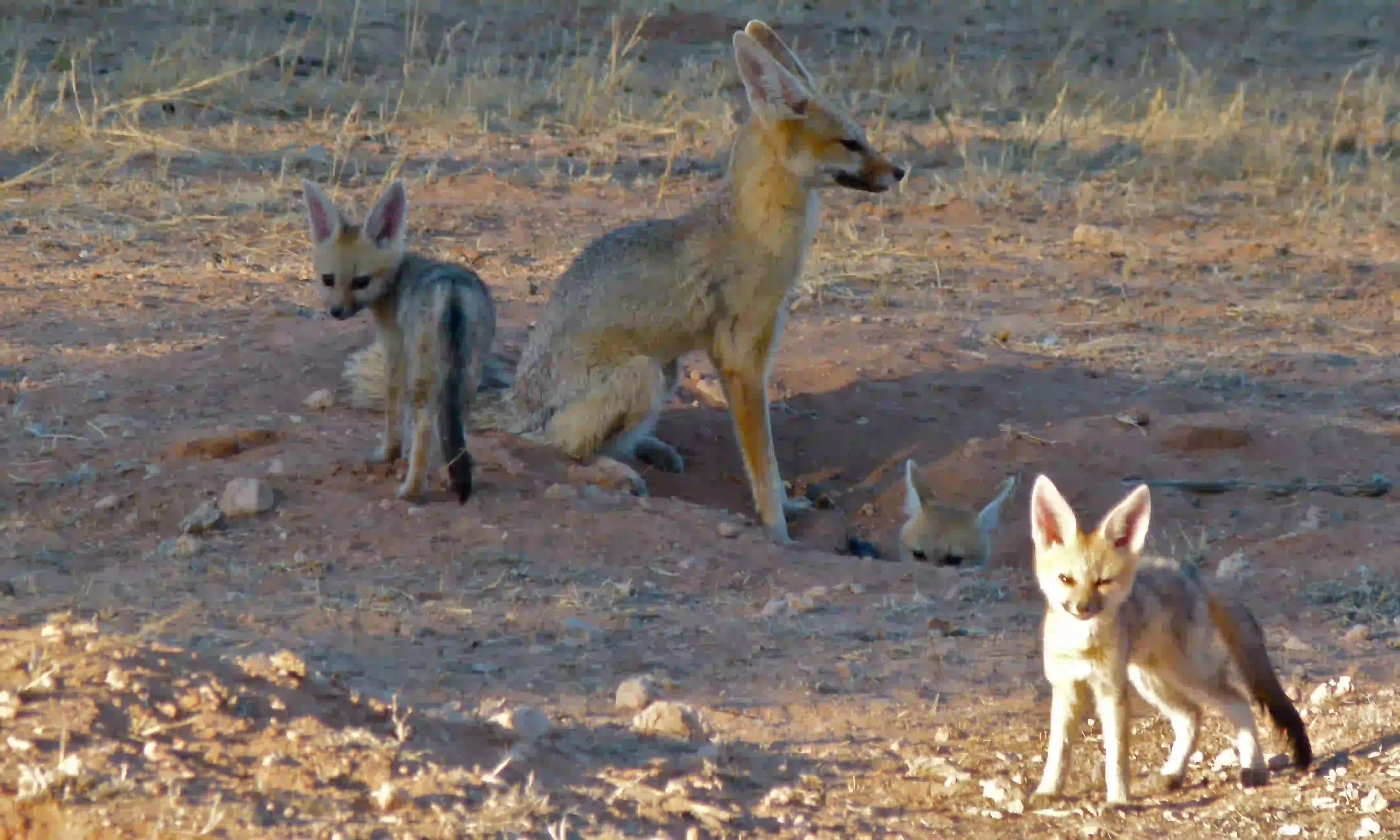 Three young Cubs of Cape fox