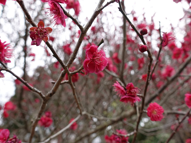 とっとり花回廊　ウメ（梅）