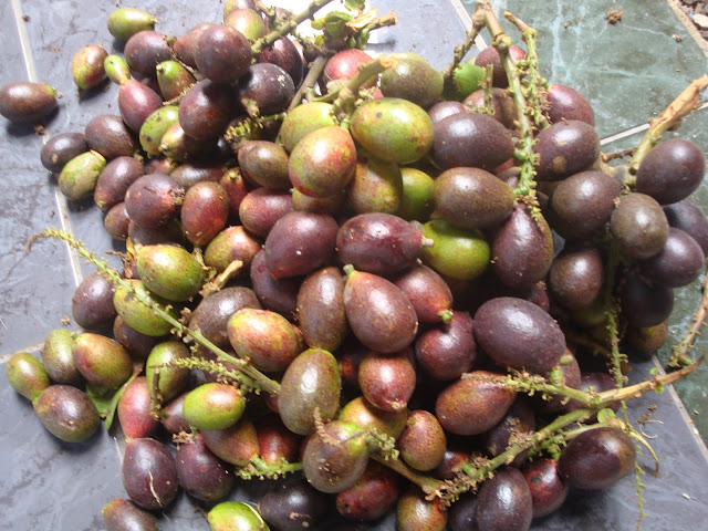 Budidaya Tanaman Buah Matoa