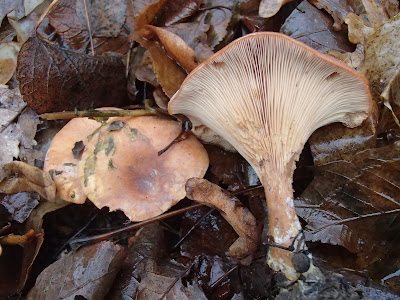 grzyby 2016, grzyby w listopadzie, grzyby w Krakowie, grzyby w Lasku Wolskim, grzyby zimowe, boczniak ostrrygowaty Pleurotus ostreatus, zimówka, płomiennica zimowa Flammulina velutipes, Uszak bzowy Auricularia auricula-judae, Wodnicha modrzewiowa Hygrophorus lucorum, opienka-ciemna-Armillaria-ostoyae, gąsówka-rudawa-Lepista-flaccida, czernidłak Coprinus