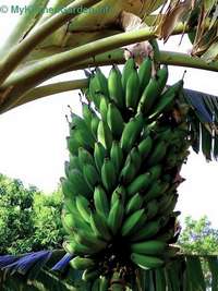 Bananas Growing on a Tree