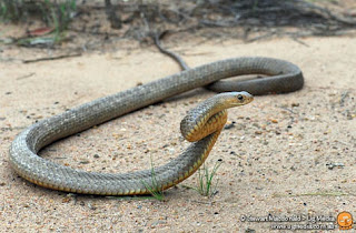 Eastern Brown Snake