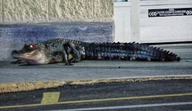 Walmart Alligator