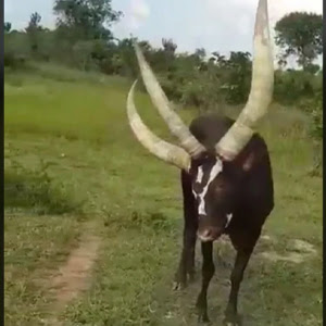 Mystery As ‘Three-Horned Cow’ Filmed On The Farm To Baffle Internet